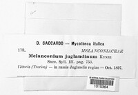 Juglanconis juglandina image